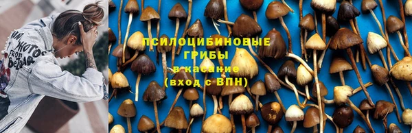 мяу мяу мука Абаза